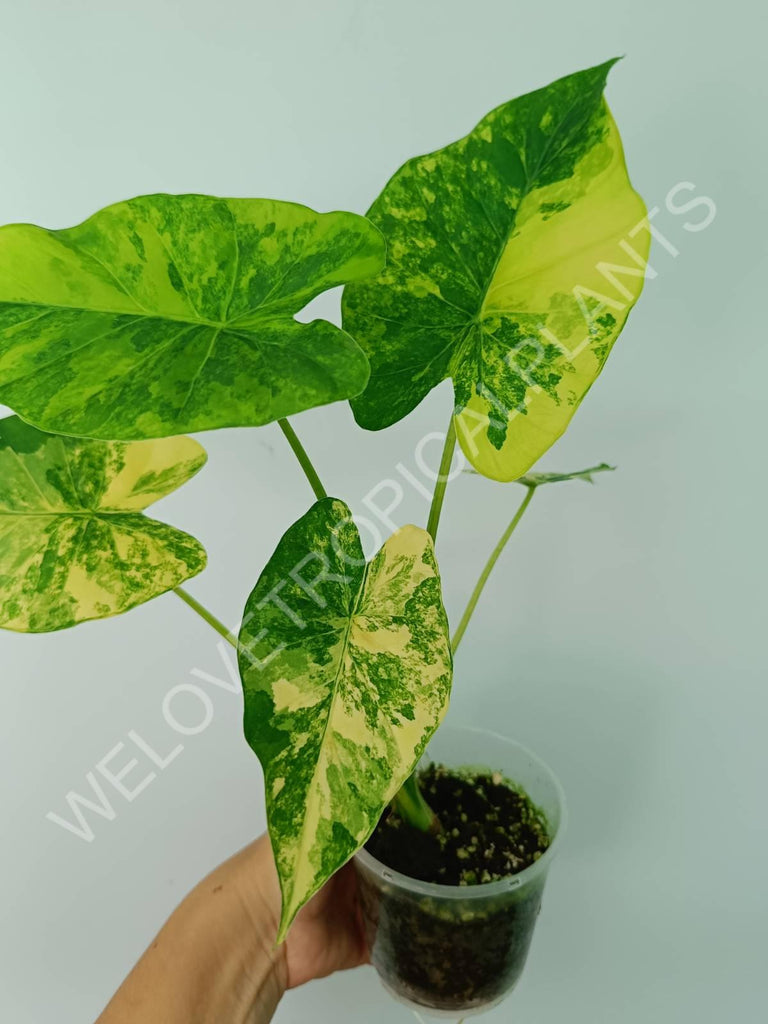 Alocasia odora gageana variegata aurea