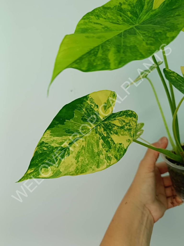 Alocasia odora gageana variegata aurea