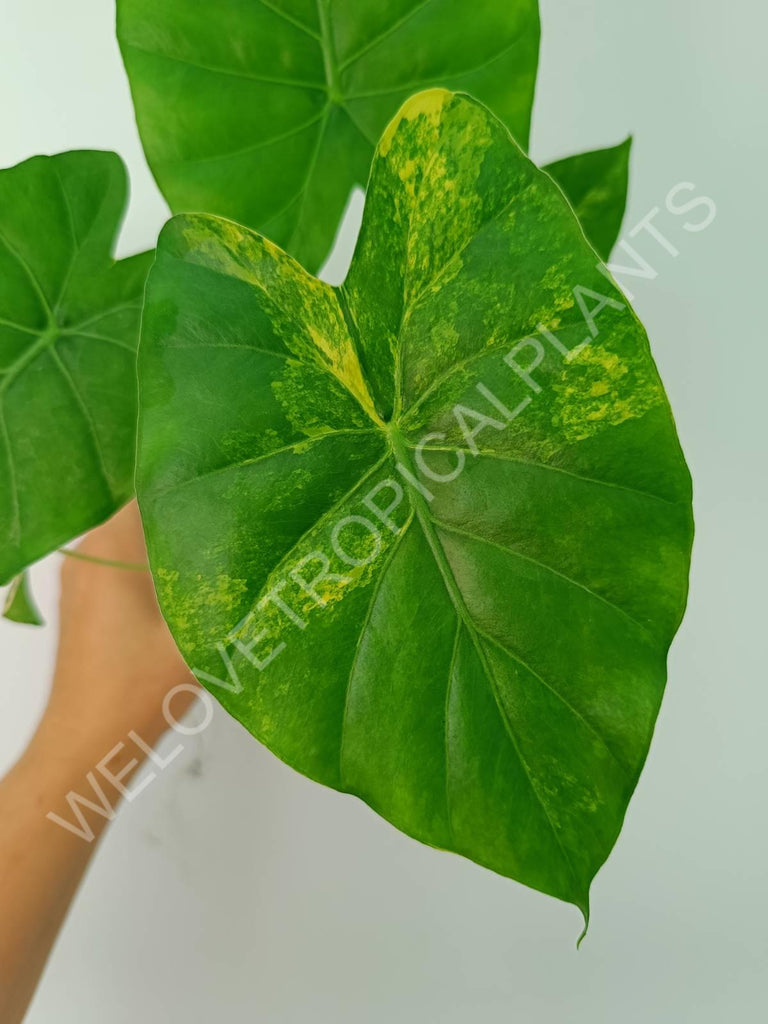 Alocasia odora gageana variegata aurea