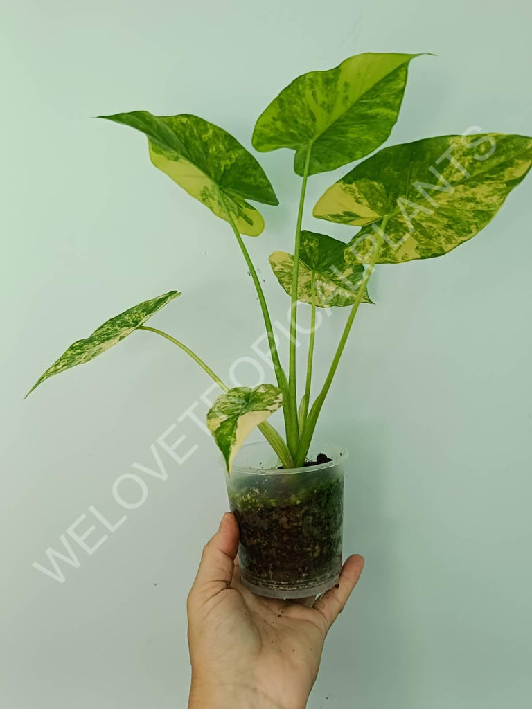 Alocasia odora gageana variegata aurea