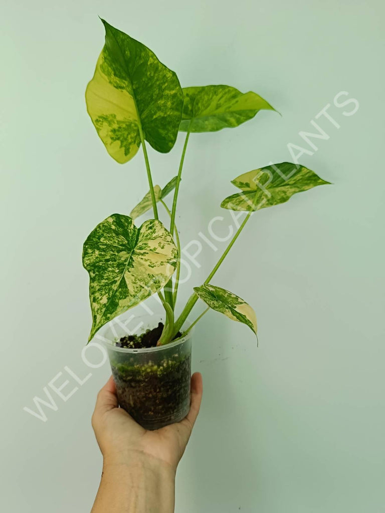 Alocasia odora gageana variegata aurea