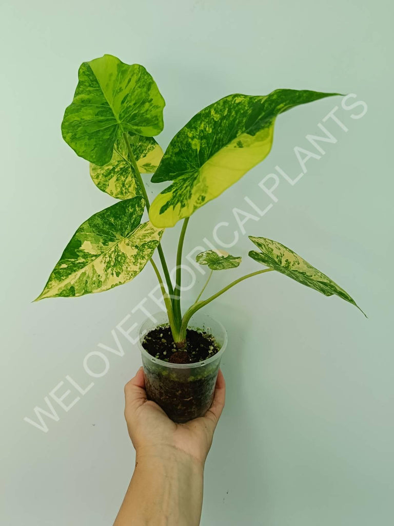 Alocasia odora gageana variegata aurea