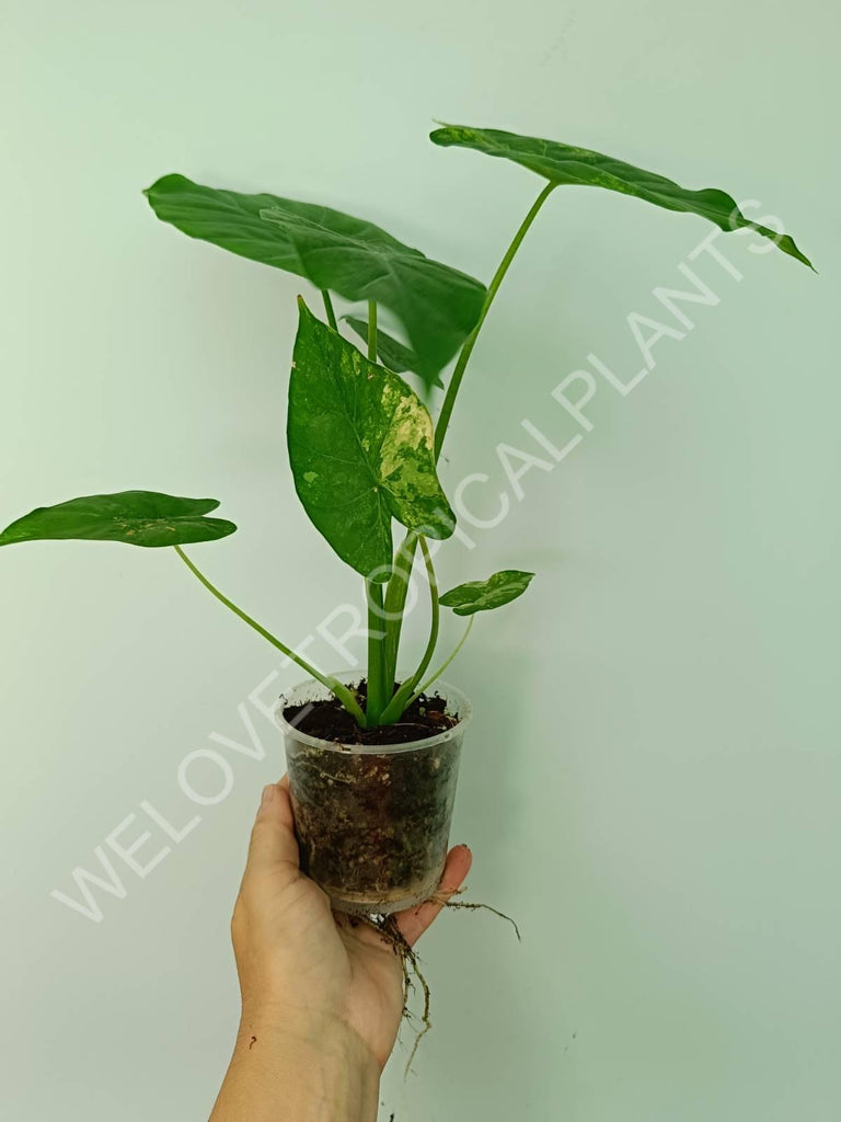 Alocasia odora gageana variegata aurea