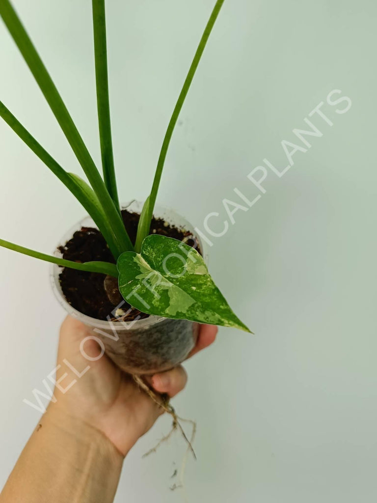 Alocasia odora gageana variegata aurea