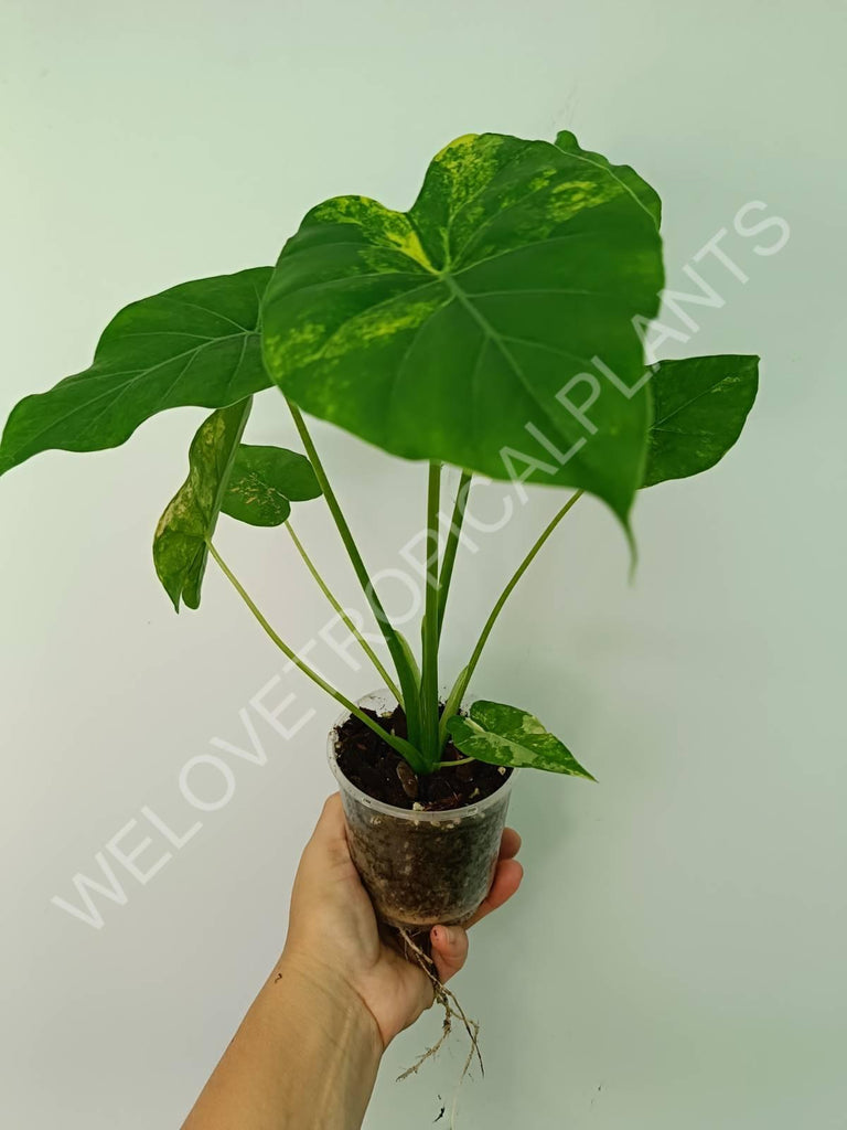 Alocasia odora gageana variegata aurea