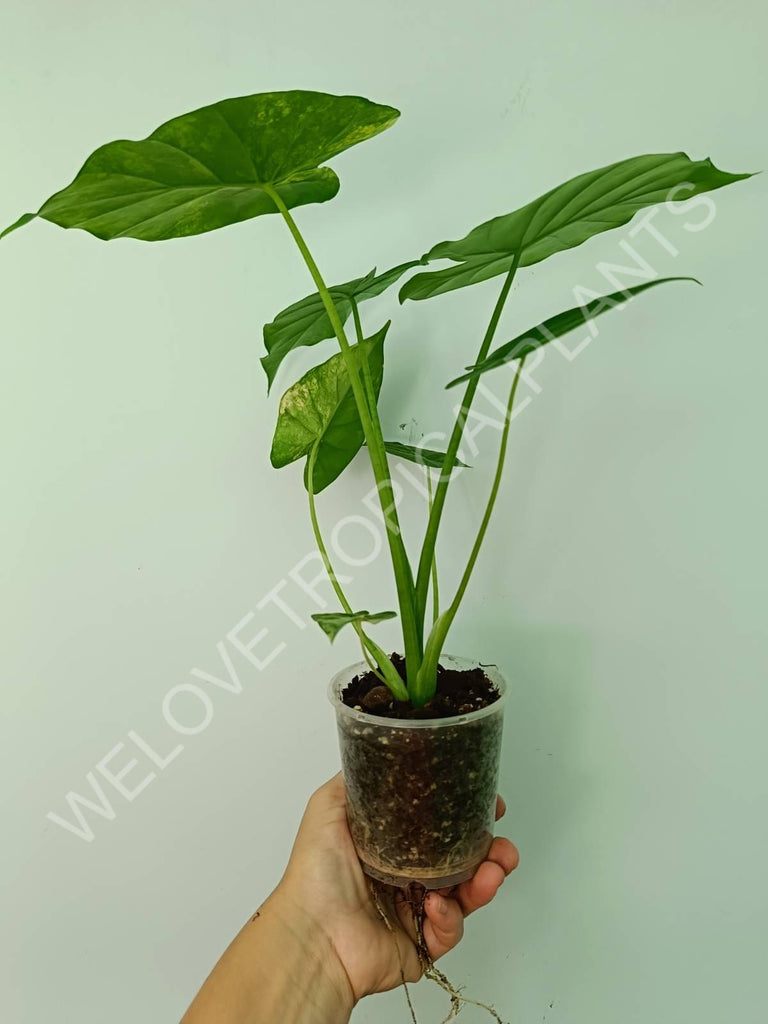 Alocasia odora gageana variegata aurea