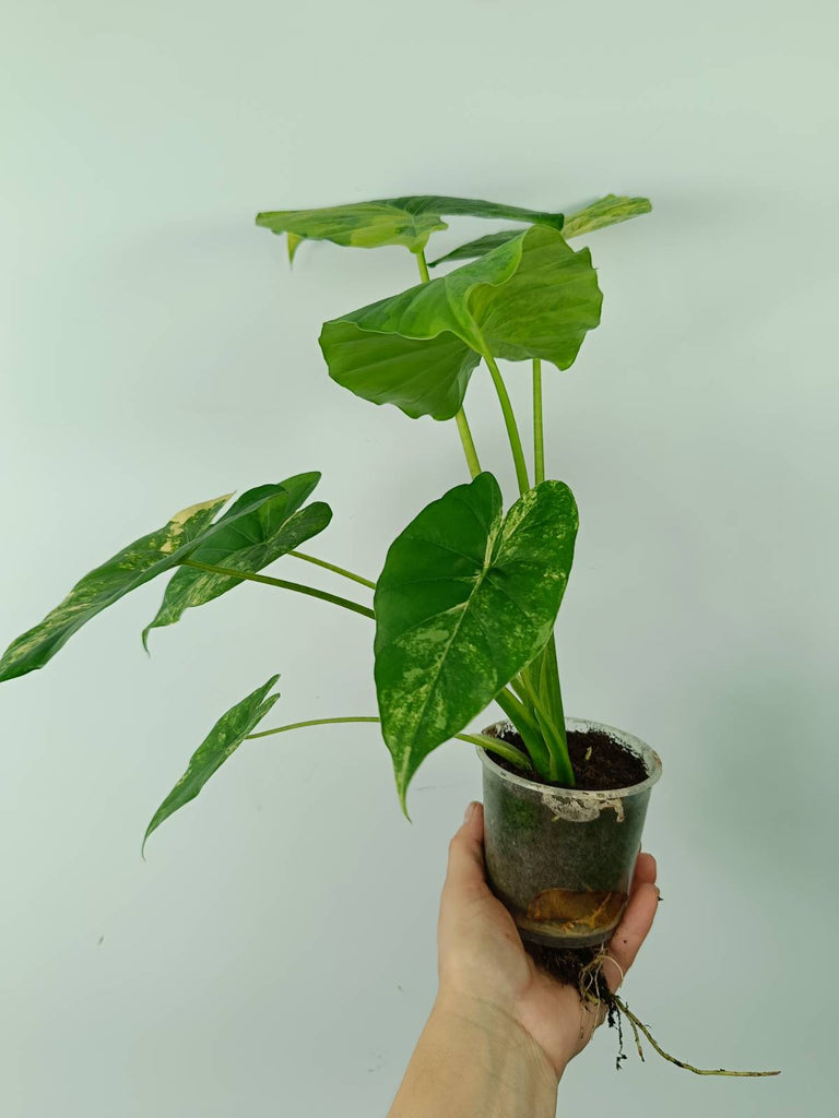 Alocasia odora gageana variegata aurea