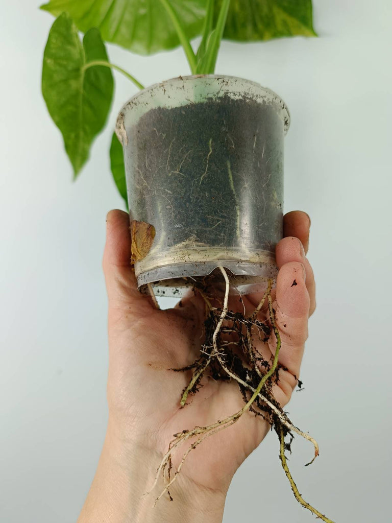 Alocasia odora gageana variegata aurea