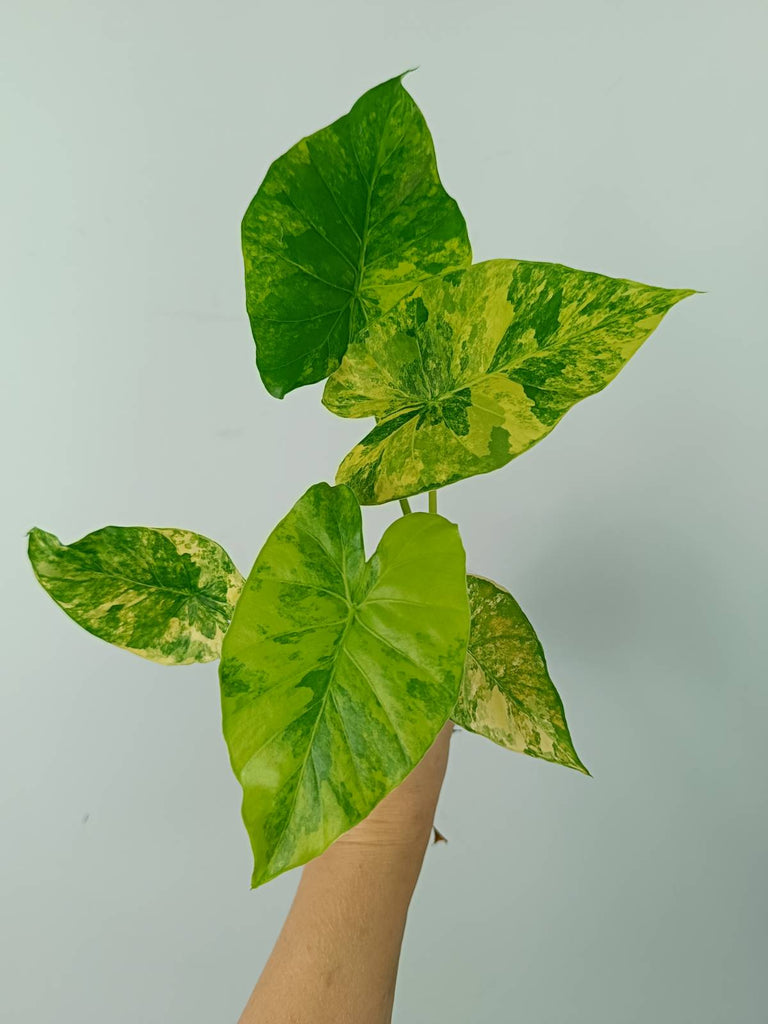 Alocasia odora gageana variegata aurea