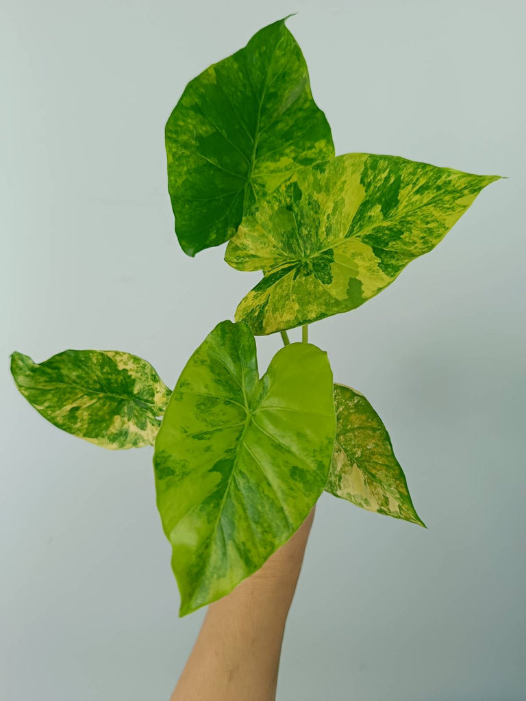 Alocasia odora gageana variegata aurea