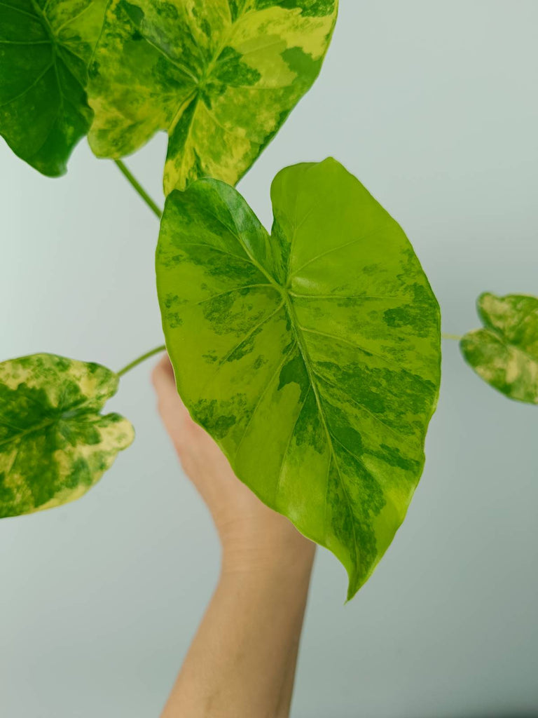 Alocasia odora gageana variegata aurea