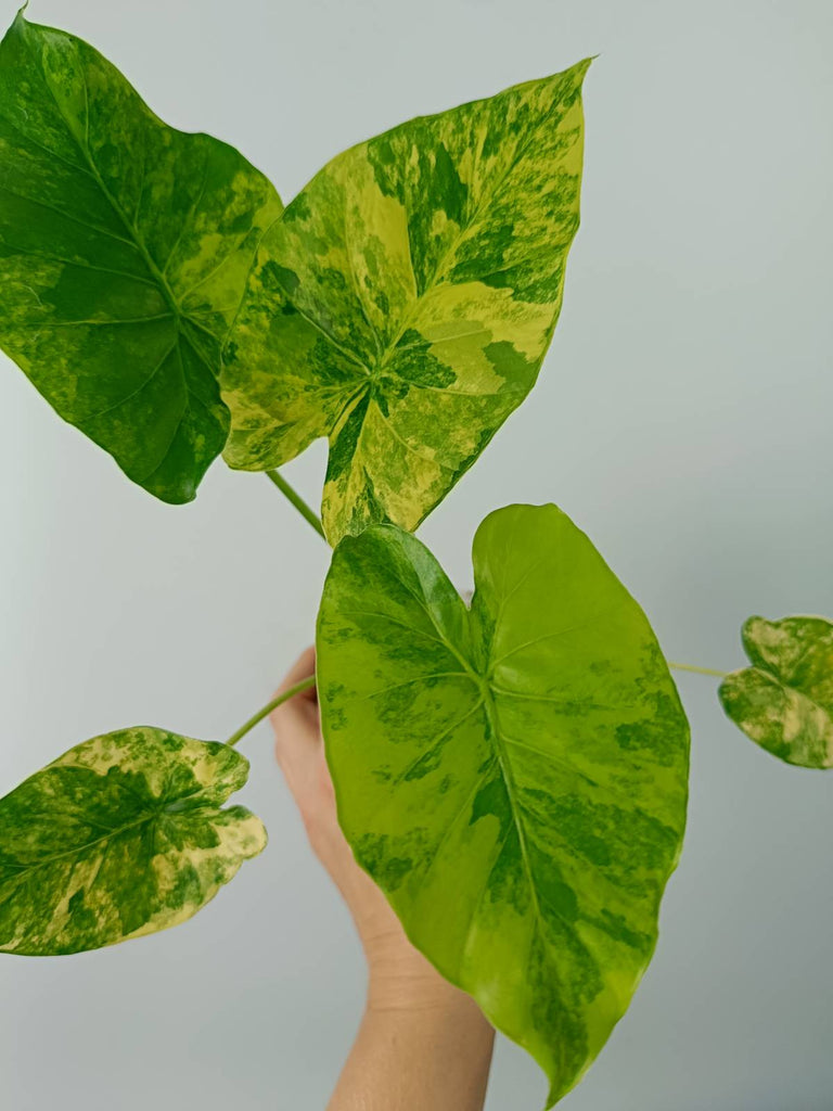 Alocasia odora gageana variegata aurea