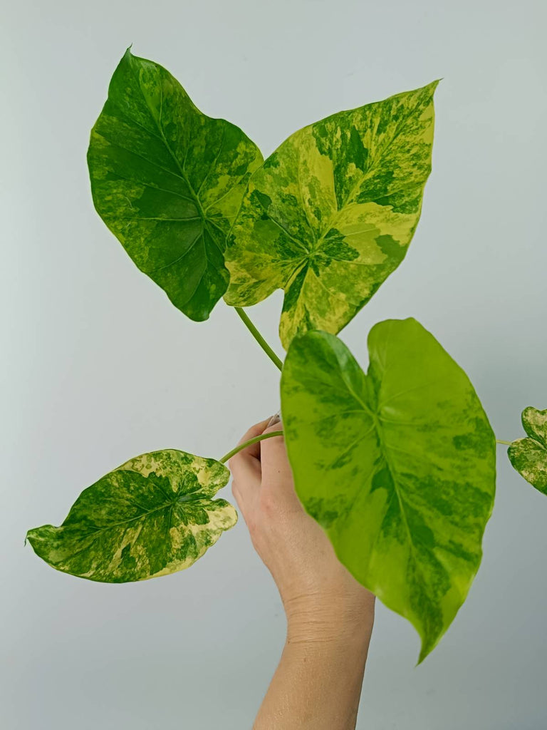 Alocasia odora gageana variegata aurea