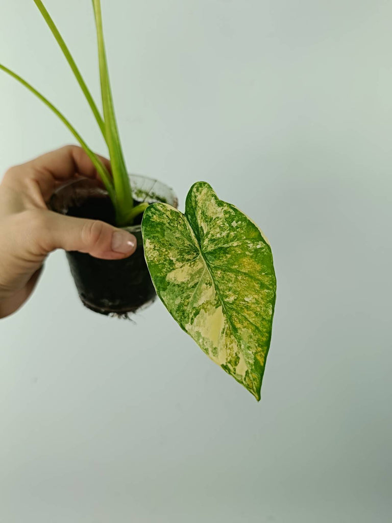 Alocasia odora gageana variegata aurea