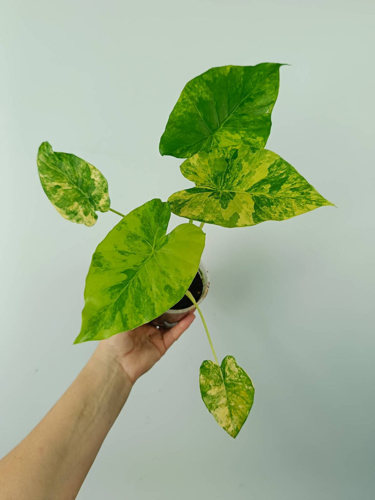 Alocasia odora gageana variegata aurea