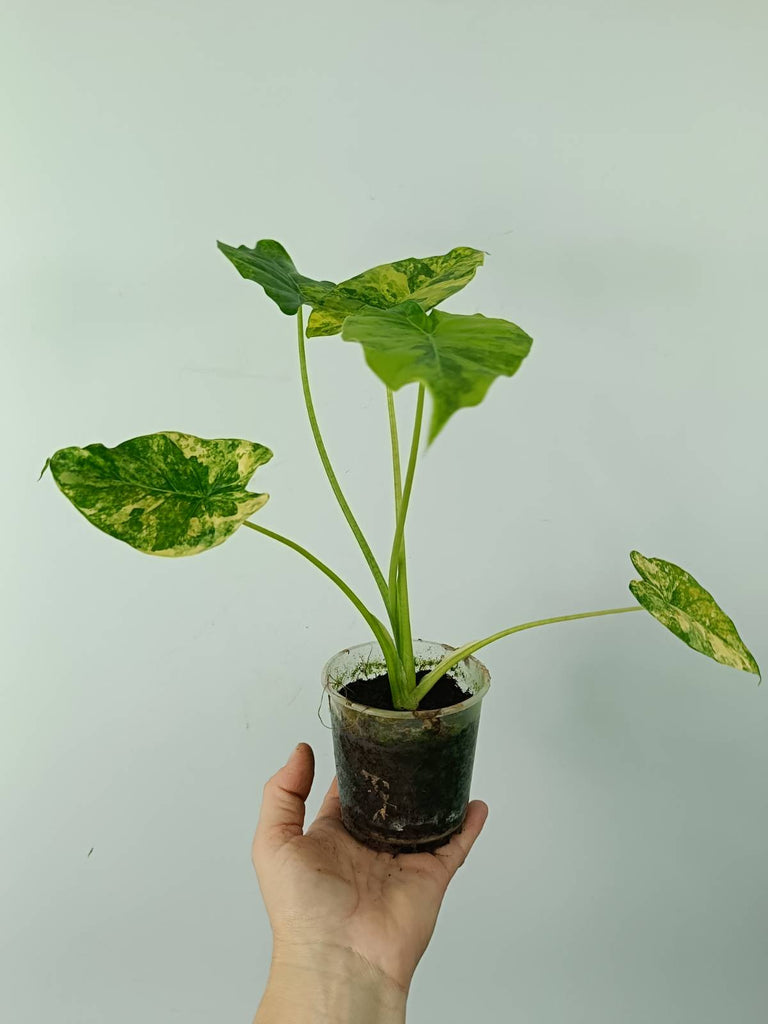 Alocasia odora gageana variegata aurea