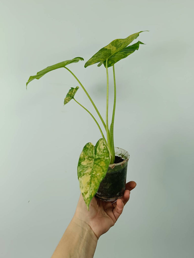 Alocasia odora gageana variegata aurea