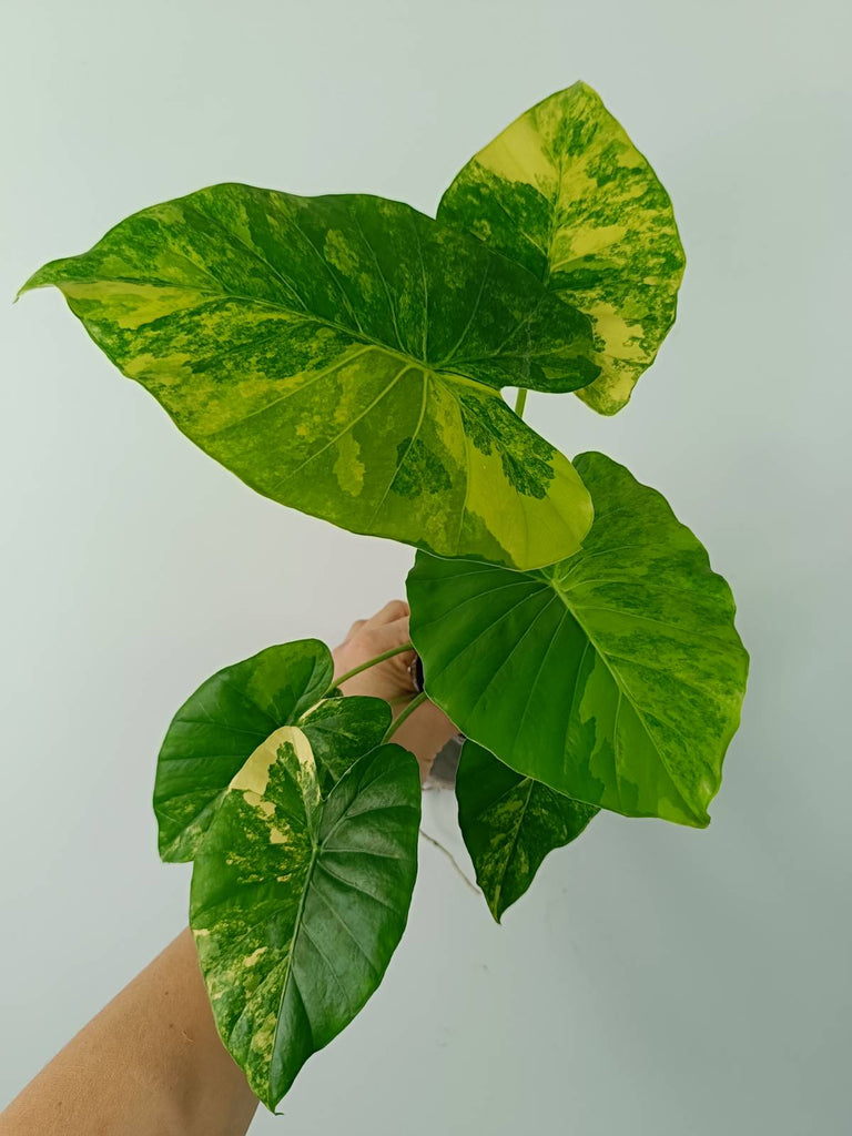 Alocasia odora gageana variegata aurea