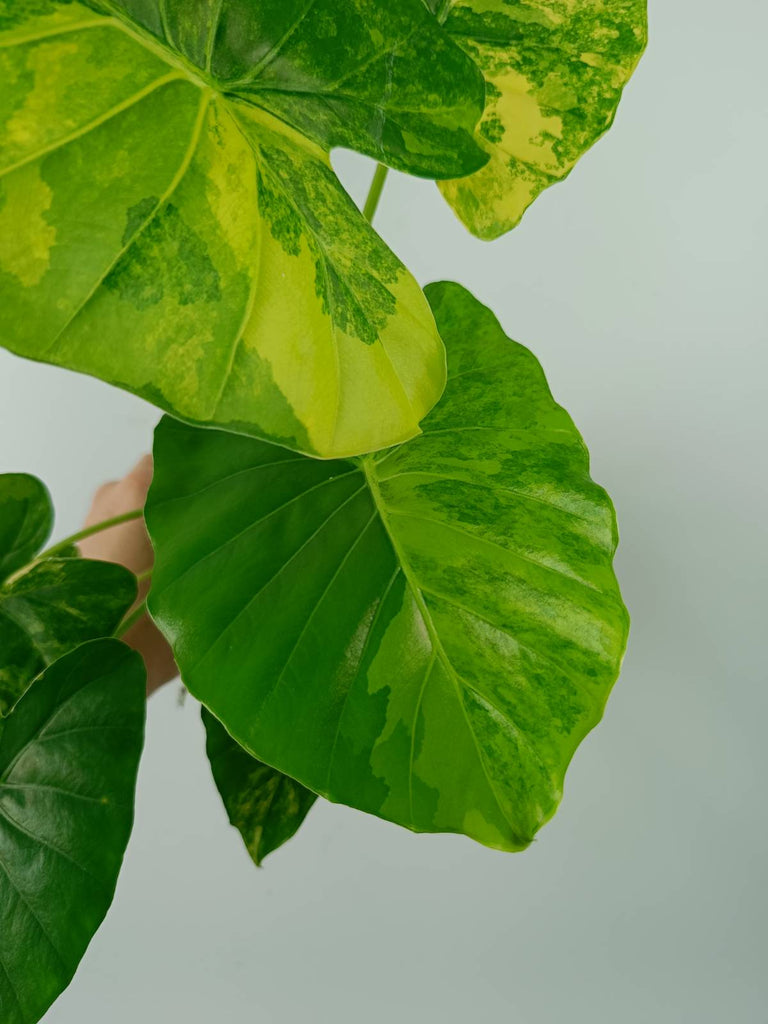 Alocasia odora gageana variegata aurea