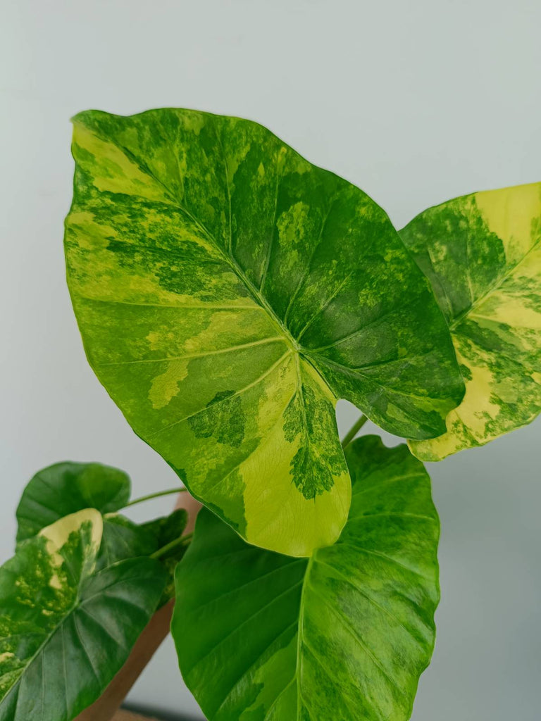 Alocasia odora gageana variegata aurea