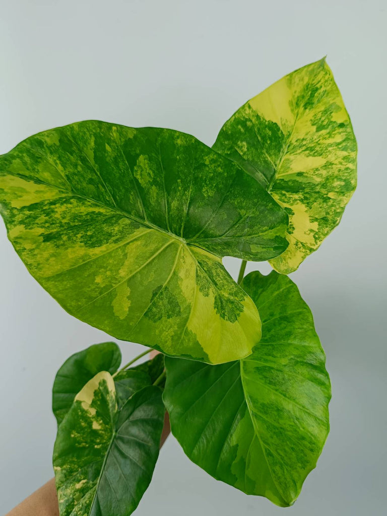 Alocasia odora gageana variegata aurea