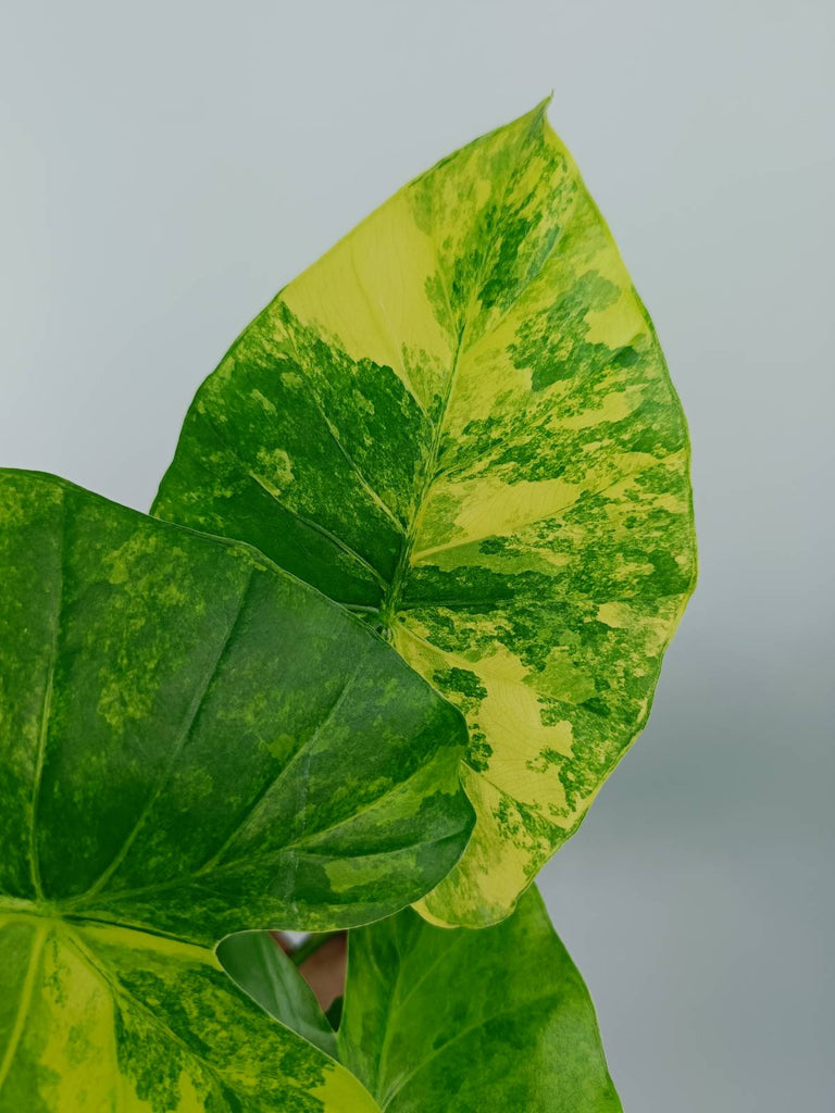 Alocasia odora gageana variegata aurea