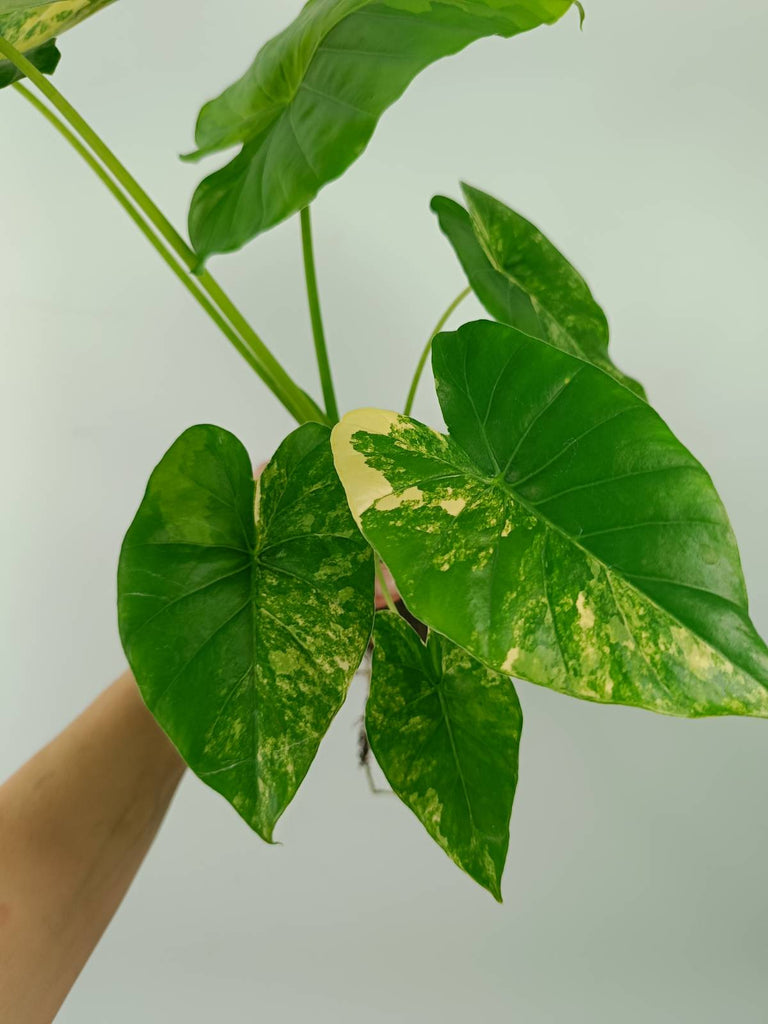 Alocasia odora gageana variegata aurea