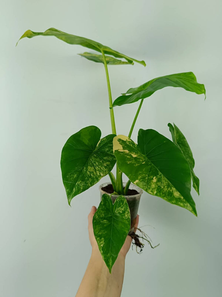 Alocasia odora gageana variegata aurea