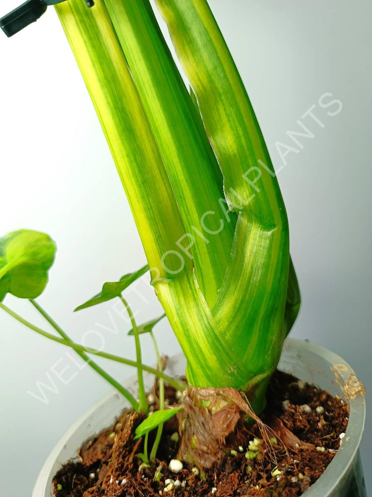 Alocasia odora gageana variegata aurea (mother plant)