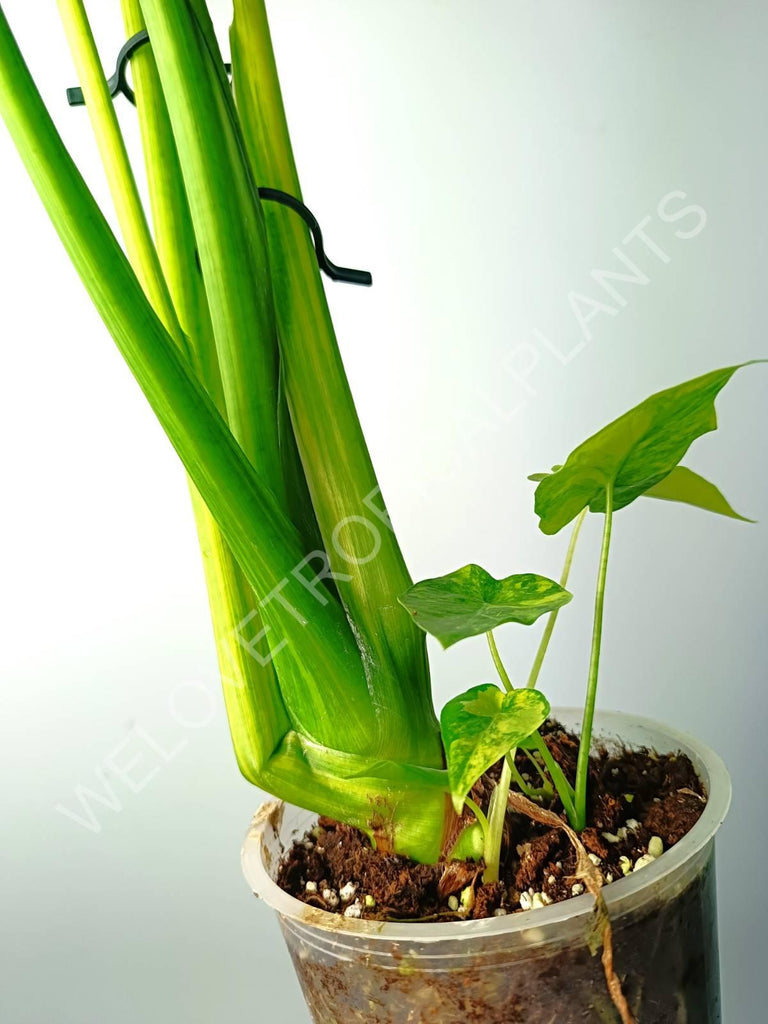 Alocasia odora gageana variegata aurea (mother plant)