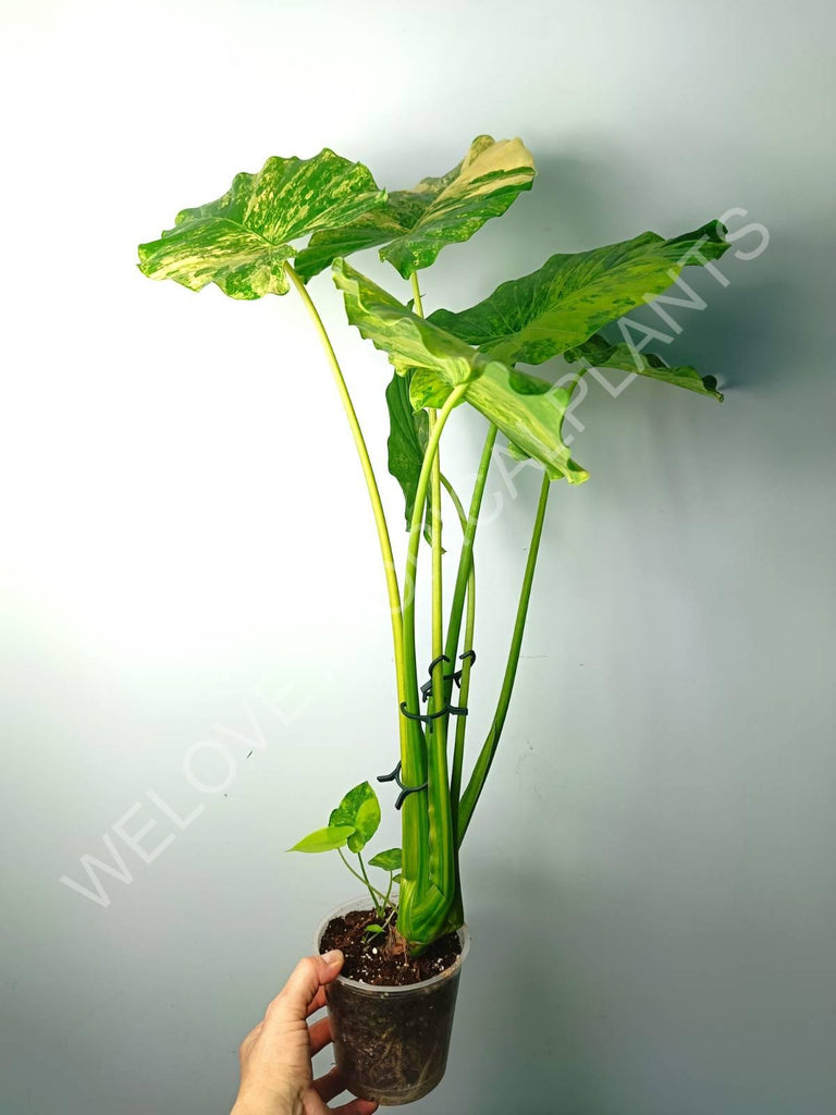 Alocasia odora gageana variegata aurea (mother plant)