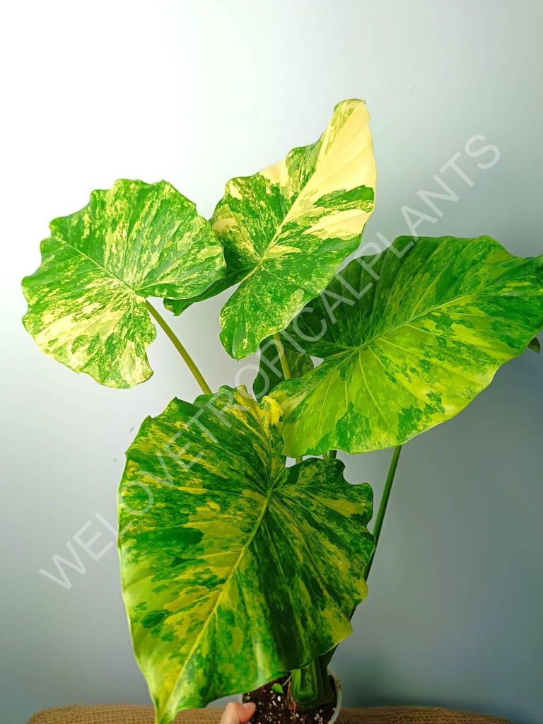 Alocasia odora gageana variegata aurea (mother plant)