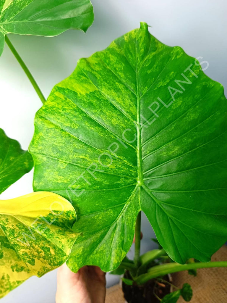 Alocasia odora gageana variegata aurea (mother plant)