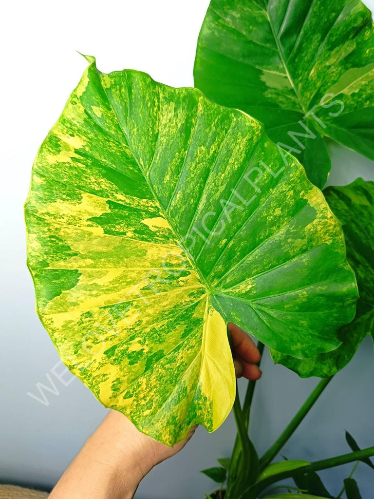 Alocasia odora gageana variegata aurea (mother plant)