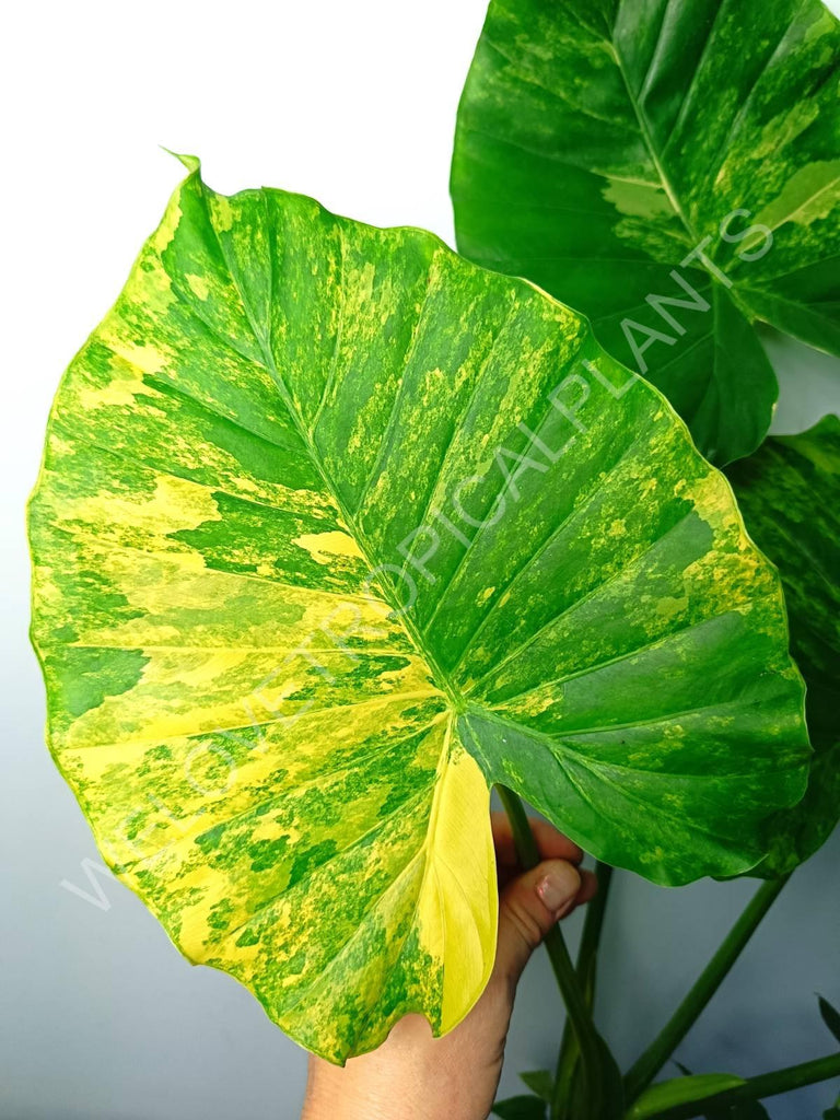 Alocasia odora gageana variegata aurea (mother plant)