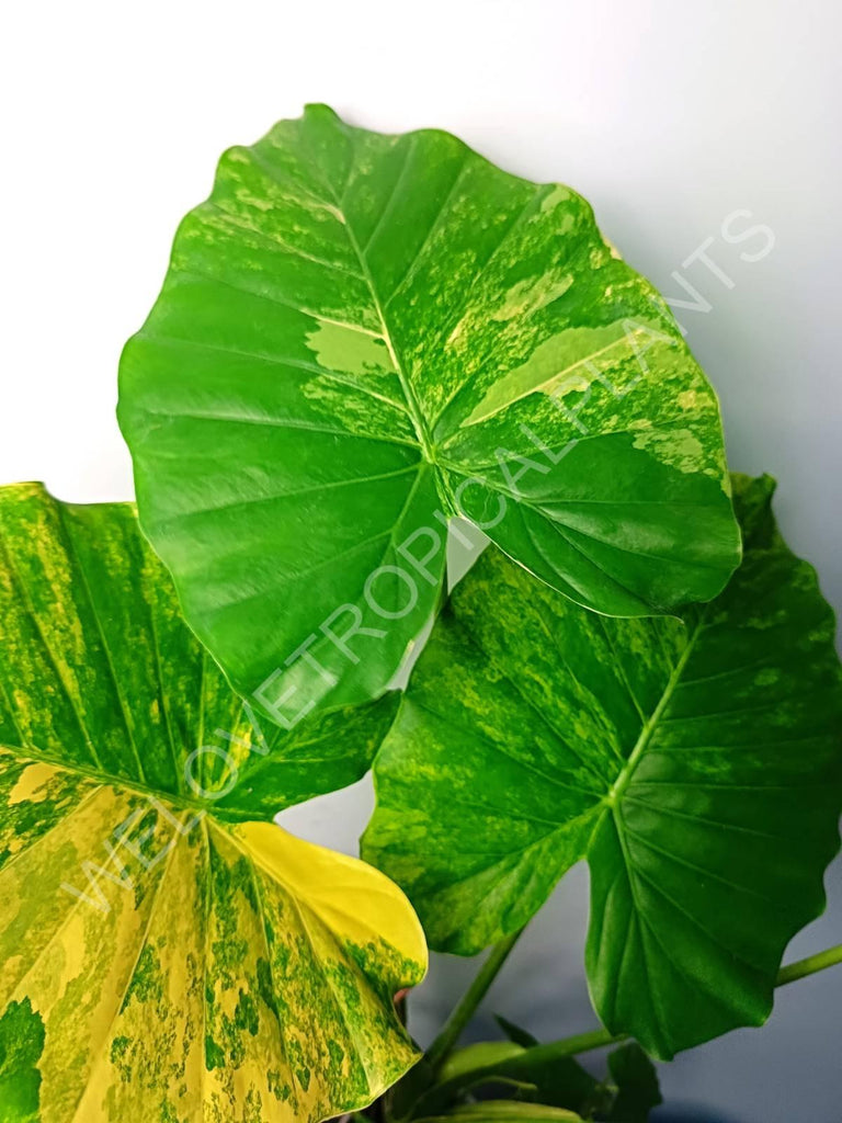 Alocasia odora gageana variegata aurea (mother plant)