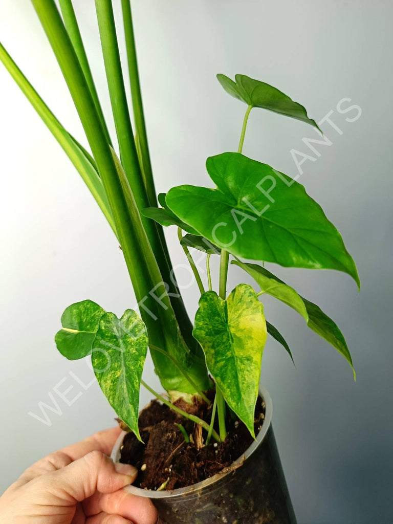 Alocasia odora gageana variegata aurea (mother plant)