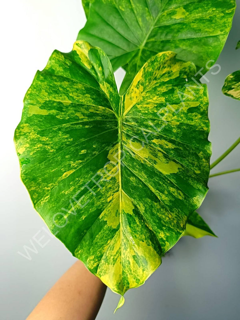 Alocasia odora gageana variegata aurea (mother plant)