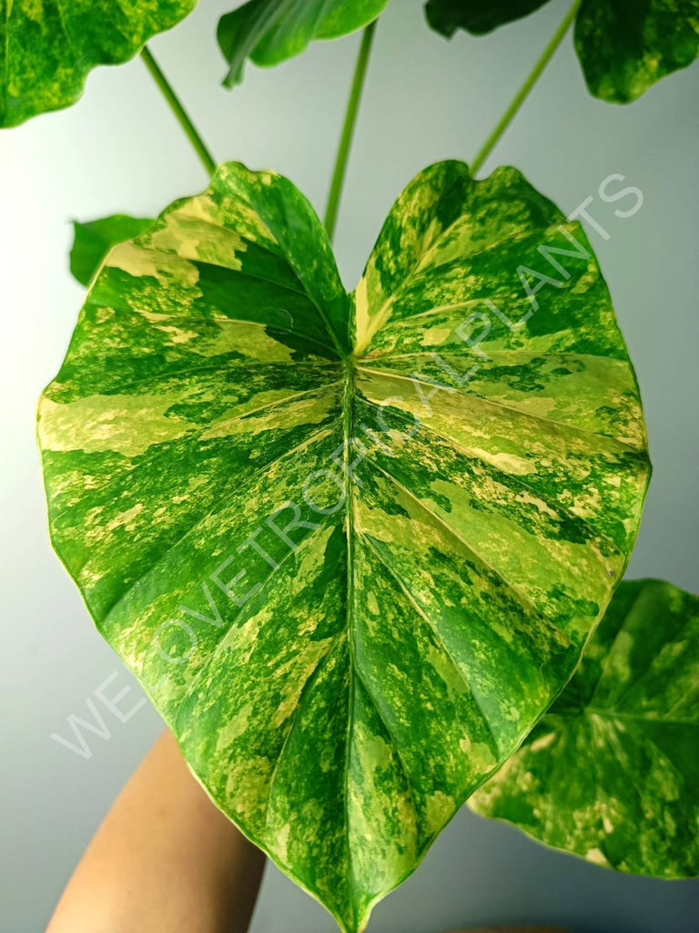 Alocasia odora gageana variegata aurea (mother plant)