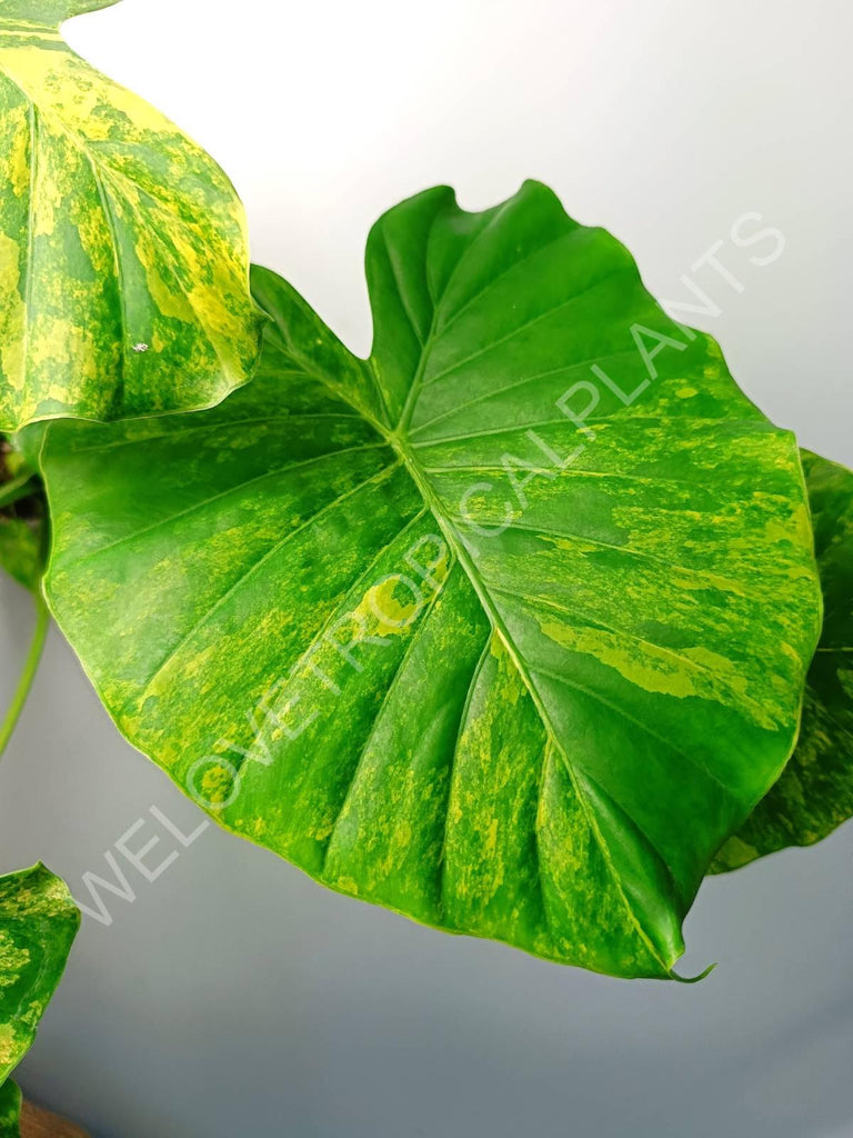 Alocasia odora gageana variegata aurea (mother plant)