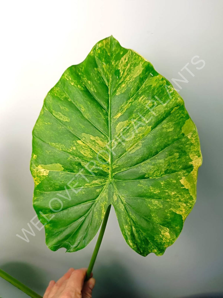 Alocasia odora gageana variegata aurea (mother plant)