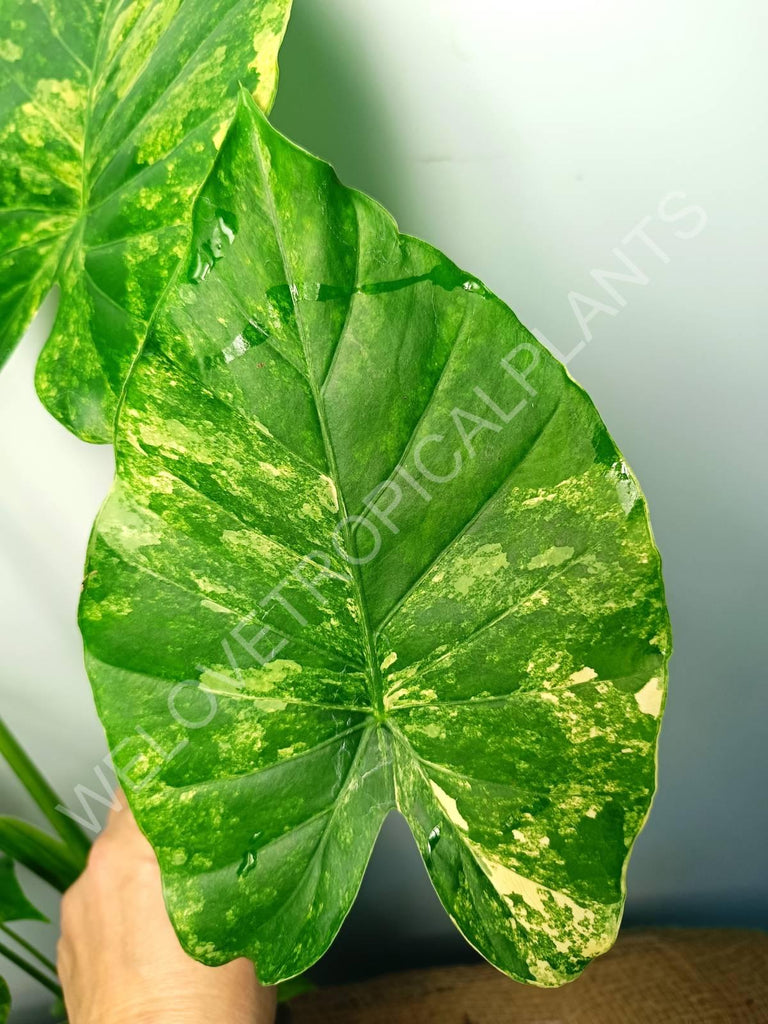 Alocasia odora gageana variegata aurea (mother plant)