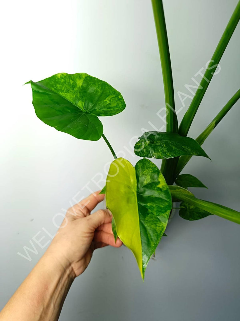 Alocasia odora gageana variegata aurea (mother plant)