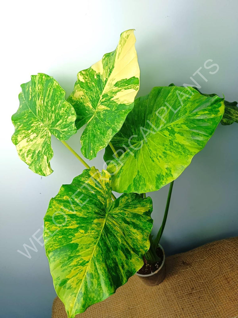 Alocasia odora gageana variegata aurea (mother plant)