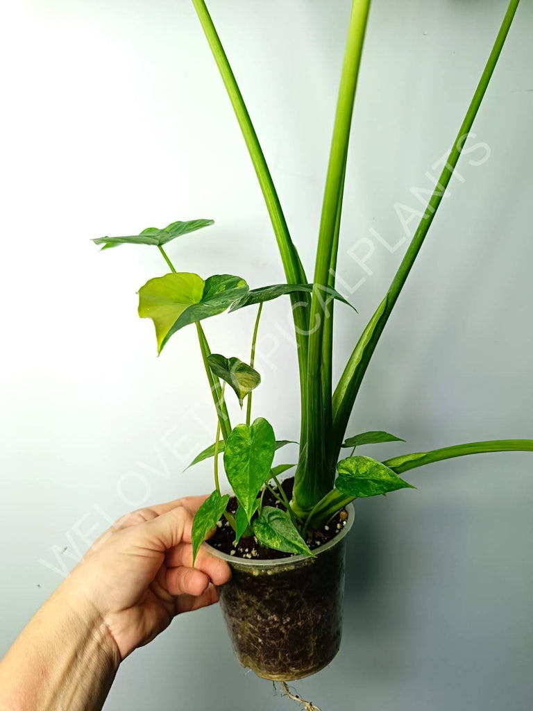 Alocasia odora gageana variegata aurea (mother plant)