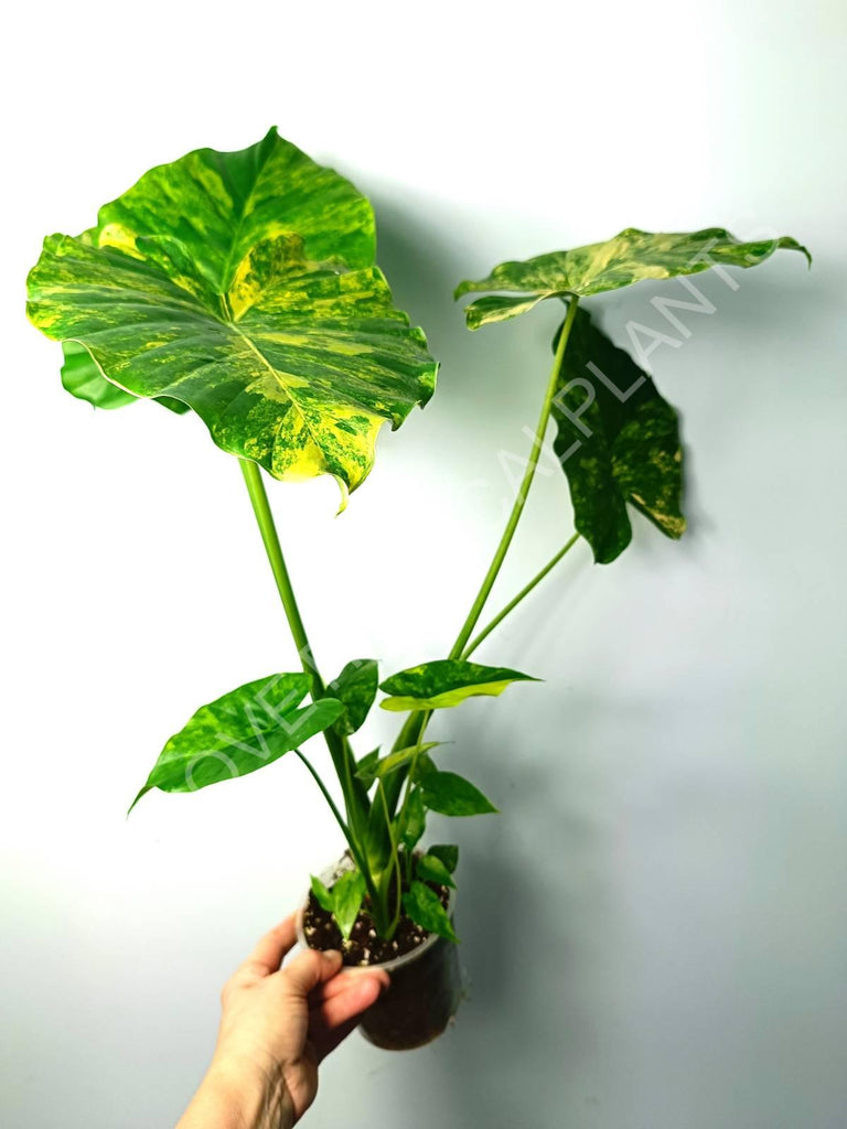 Alocasia odora gageana variegata aurea (mother plant)