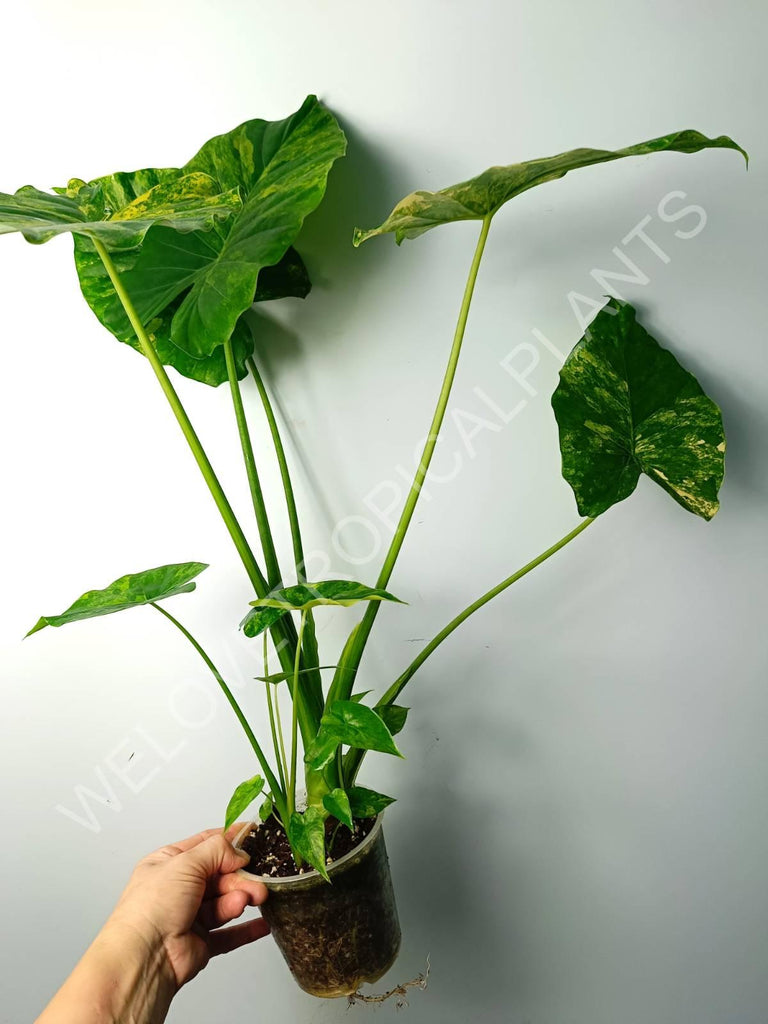 Alocasia odora gageana variegata aurea (mother plant)