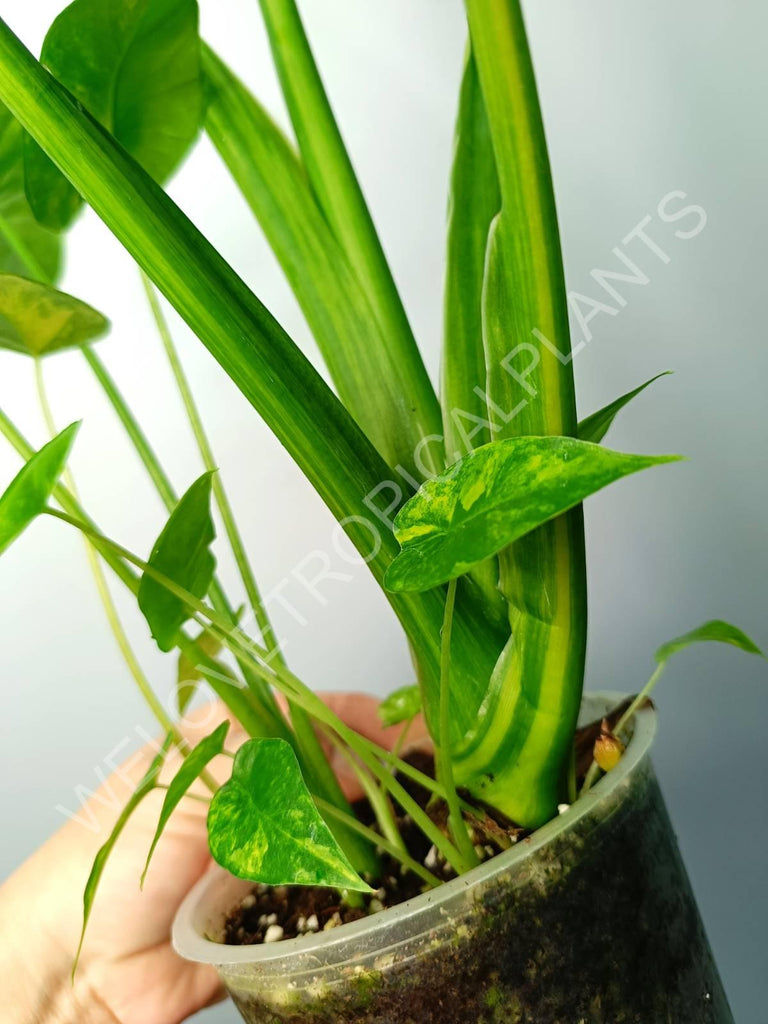 Alocasia odora gageana variegata aurea (mother plant)