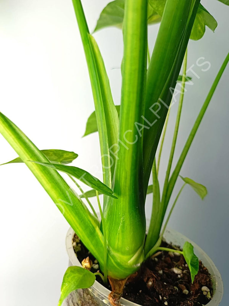 Alocasia odora gageana variegata aurea (mother plant)