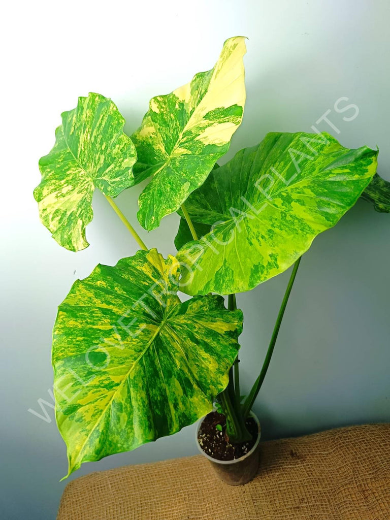 Alocasia odora gageana variegata aurea (mother plant)